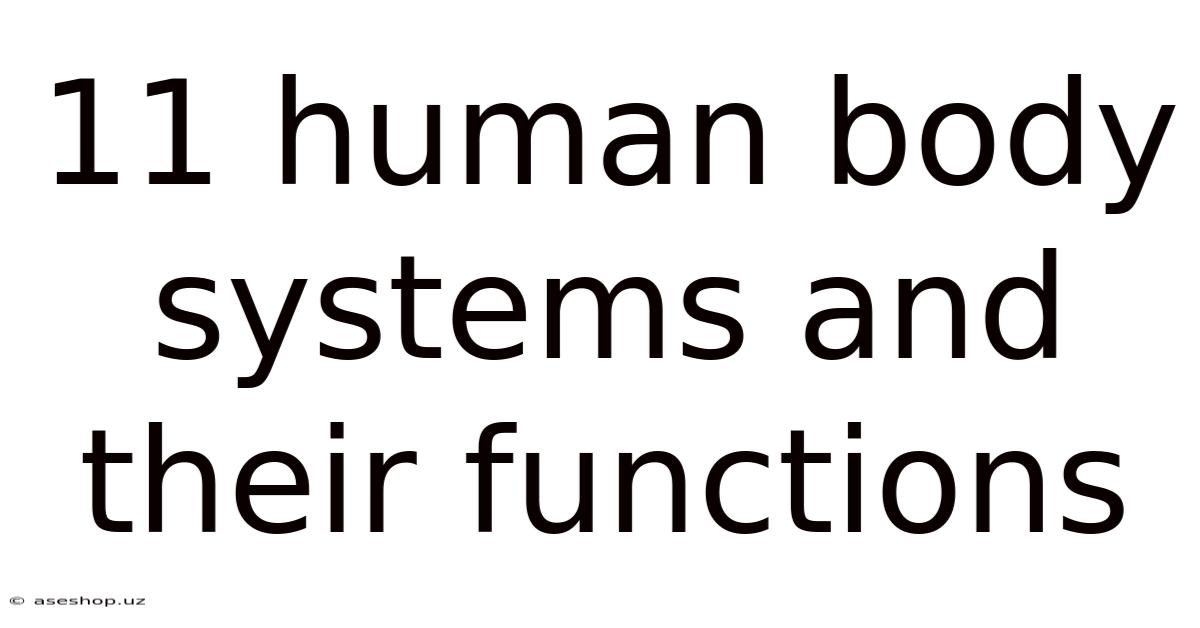 11 Human Body Systems And Their Functions