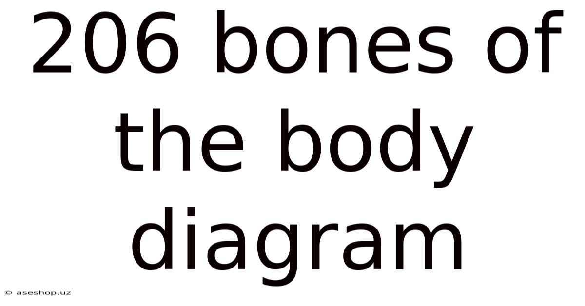 206 Bones Of The Body Diagram