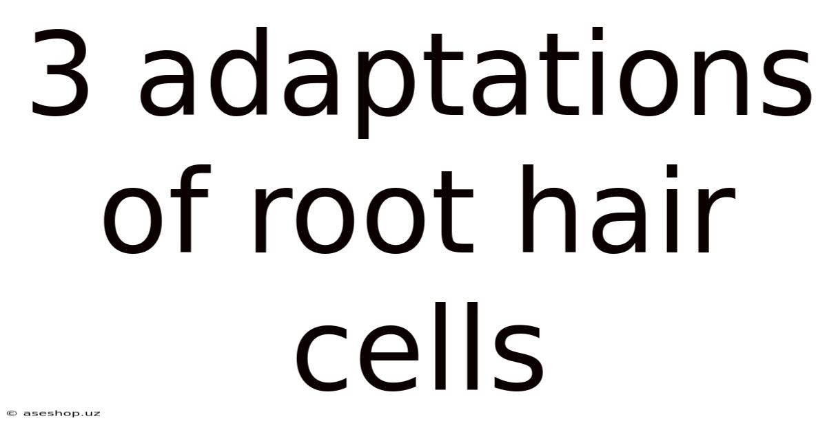 3 Adaptations Of Root Hair Cells