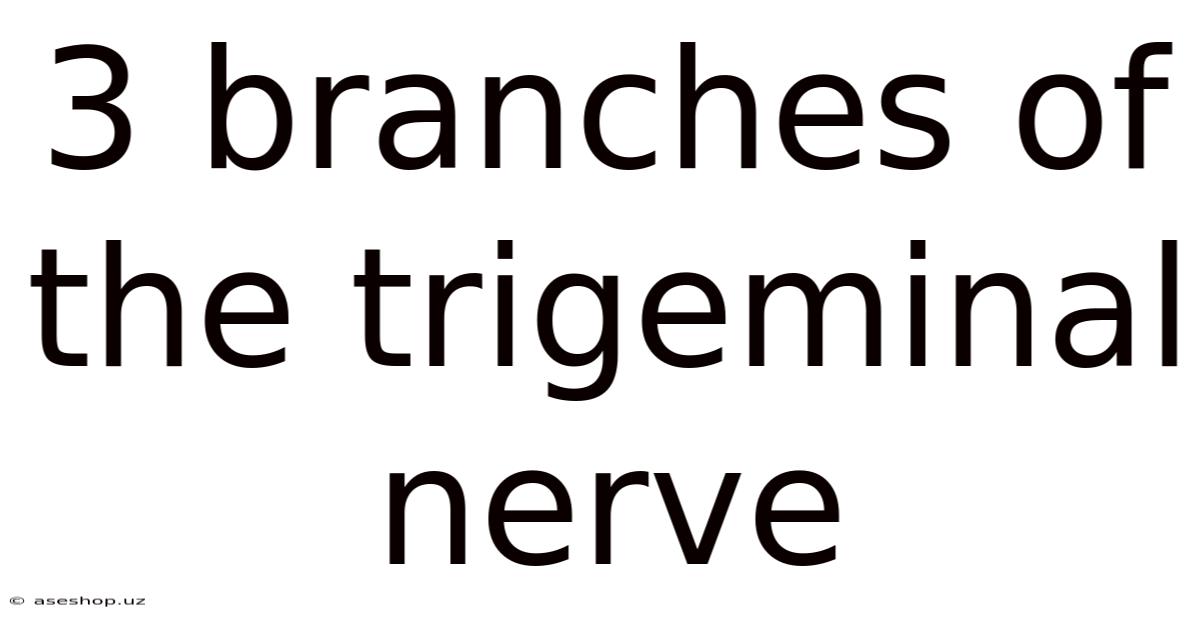 3 Branches Of The Trigeminal Nerve