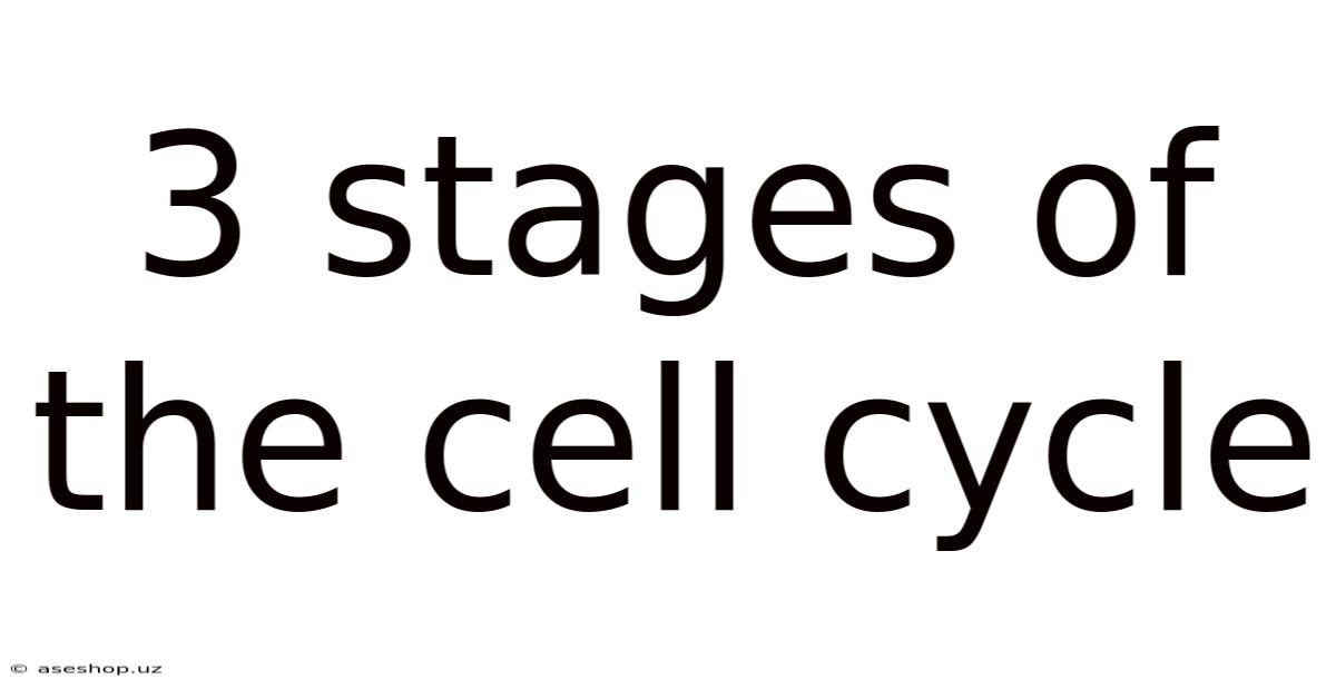 3 Stages Of The Cell Cycle
