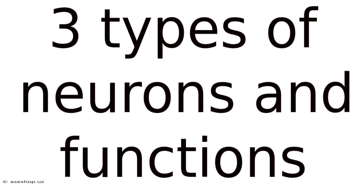 3 Types Of Neurons And Functions