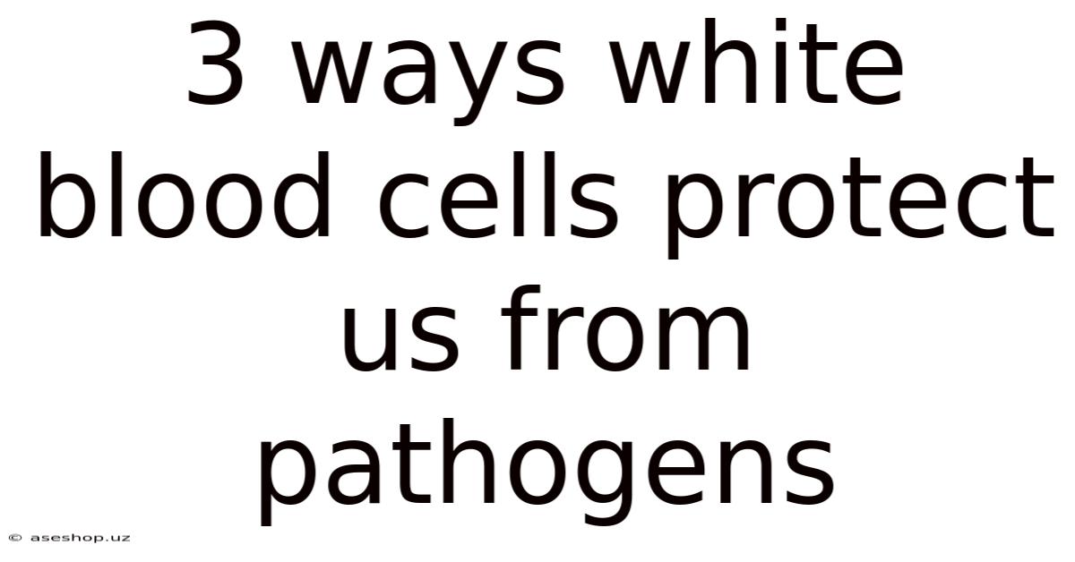3 Ways White Blood Cells Protect Us From Pathogens