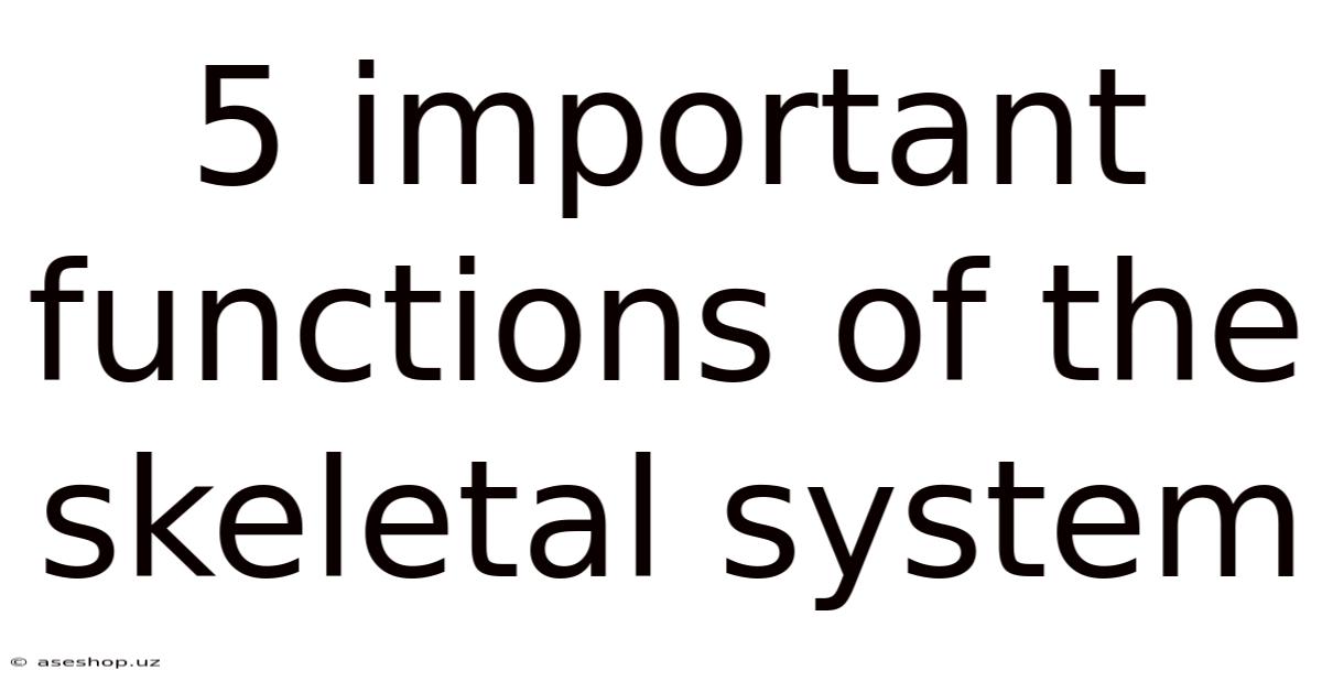 5 Important Functions Of The Skeletal System