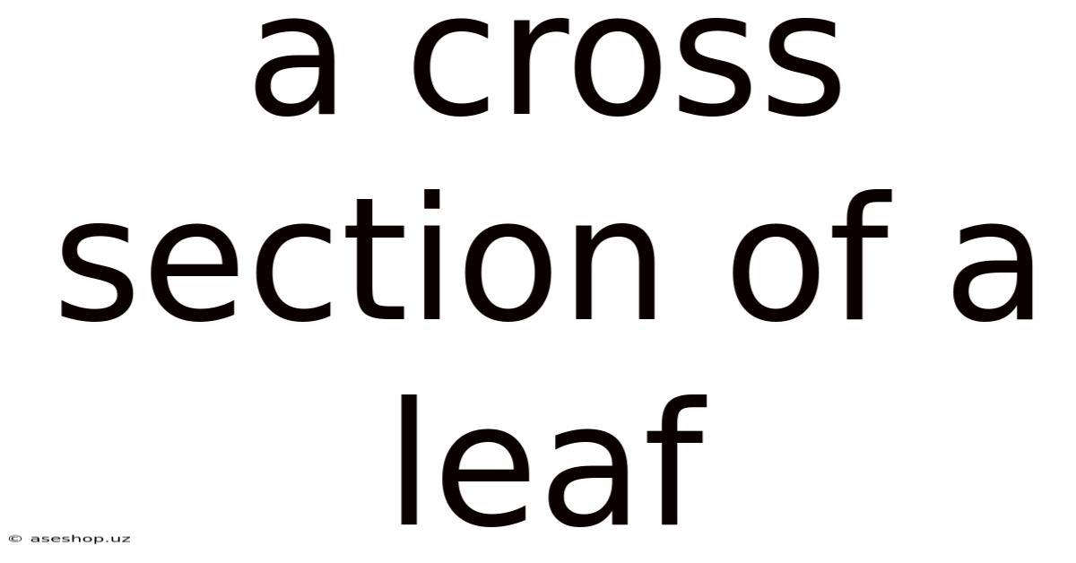 A Cross Section Of A Leaf
