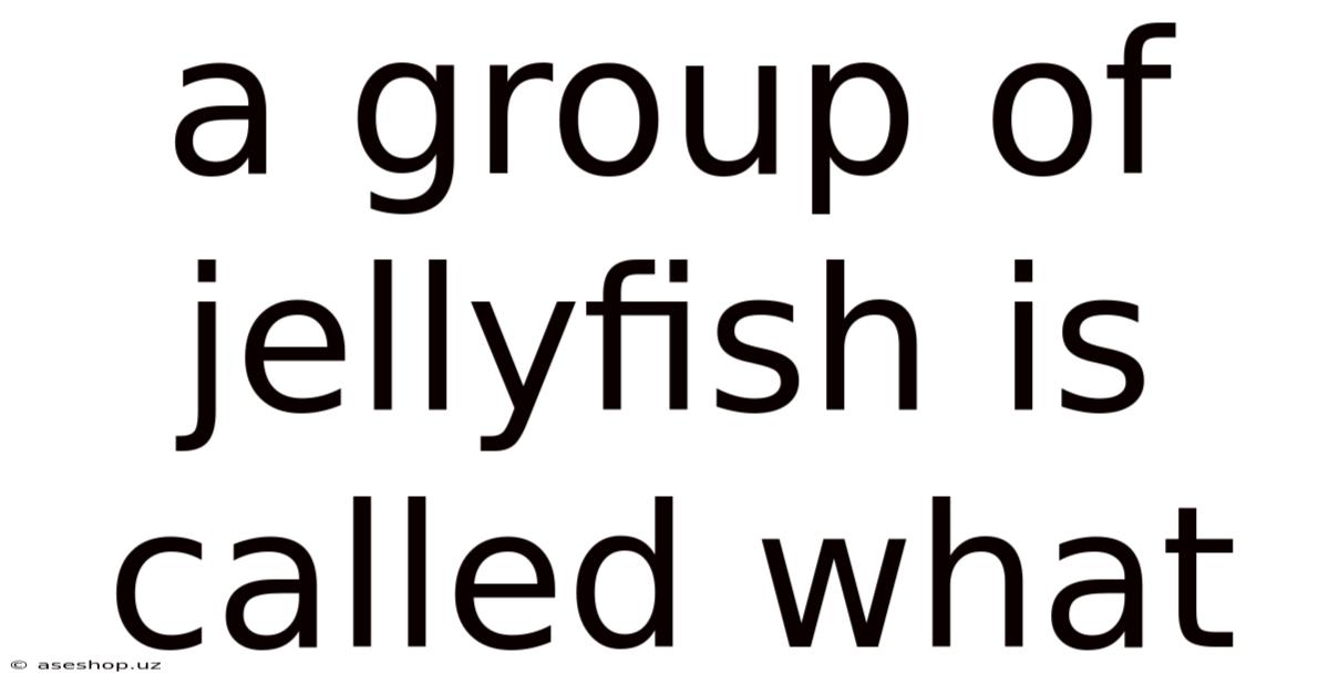 A Group Of Jellyfish Is Called What