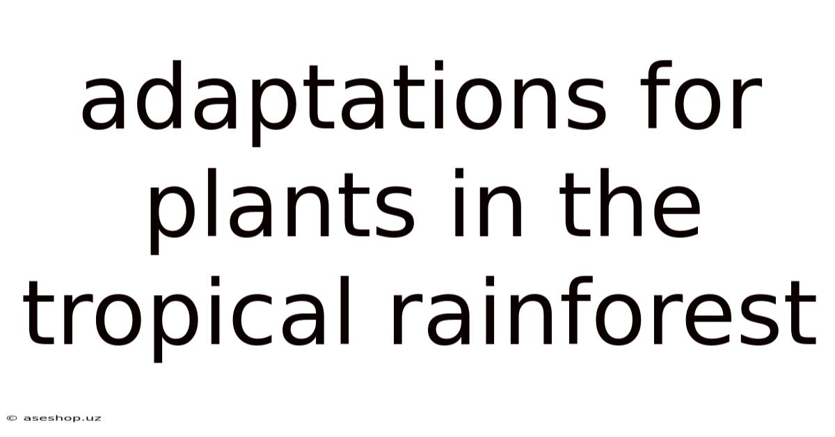 Adaptations For Plants In The Tropical Rainforest