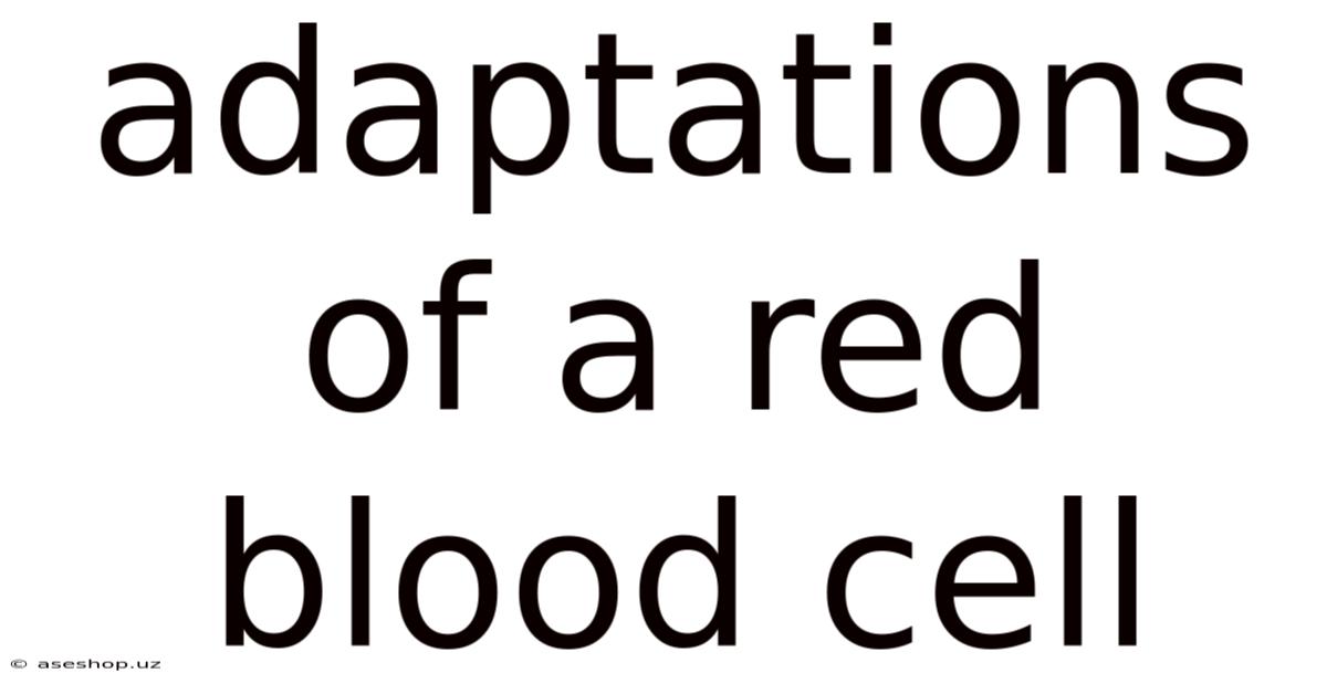 Adaptations Of A Red Blood Cell