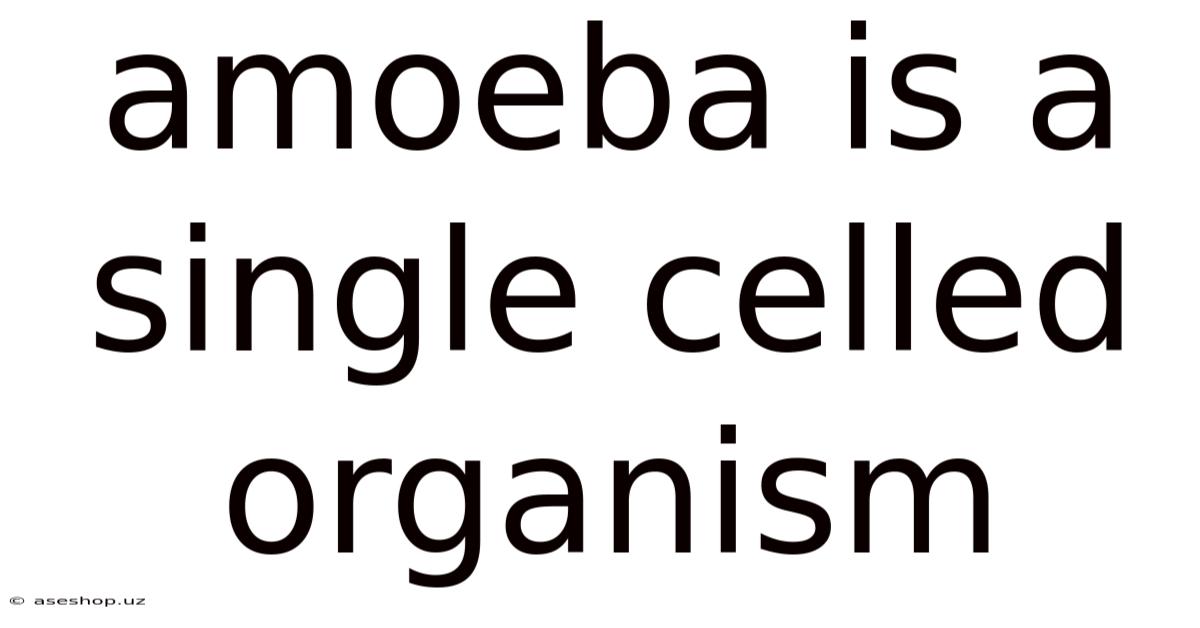 Amoeba Is A Single Celled Organism