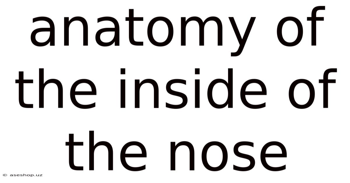 Anatomy Of The Inside Of The Nose