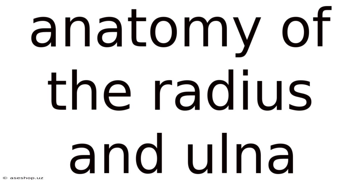 Anatomy Of The Radius And Ulna