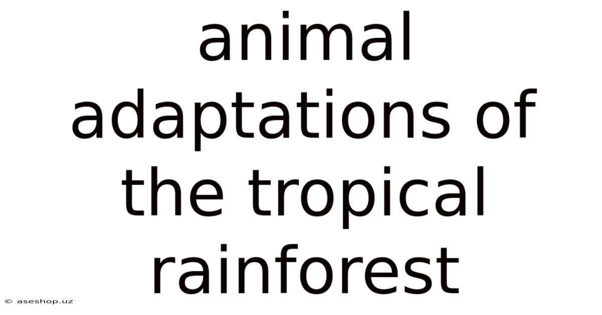Animal Adaptations Of The Tropical Rainforest