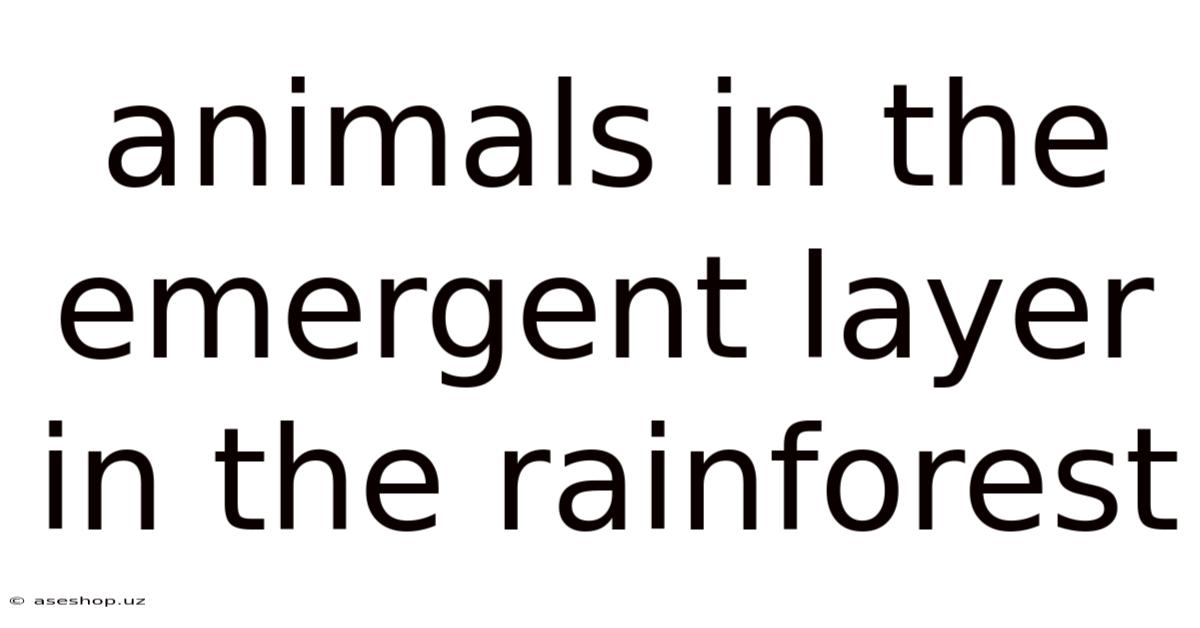 Animals In The Emergent Layer In The Rainforest