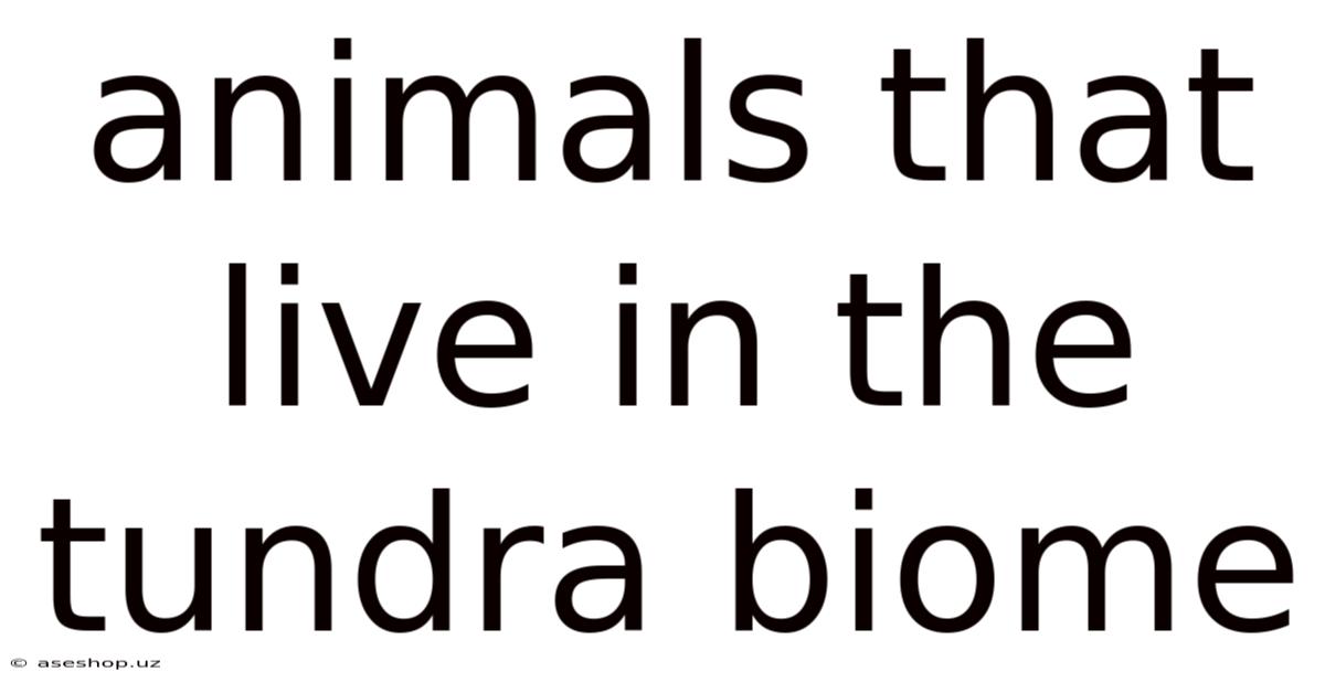 Animals That Live In The Tundra Biome