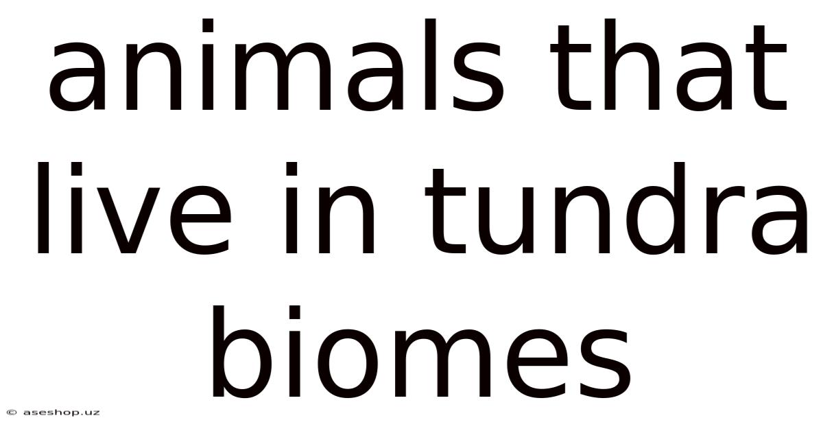 Animals That Live In Tundra Biomes