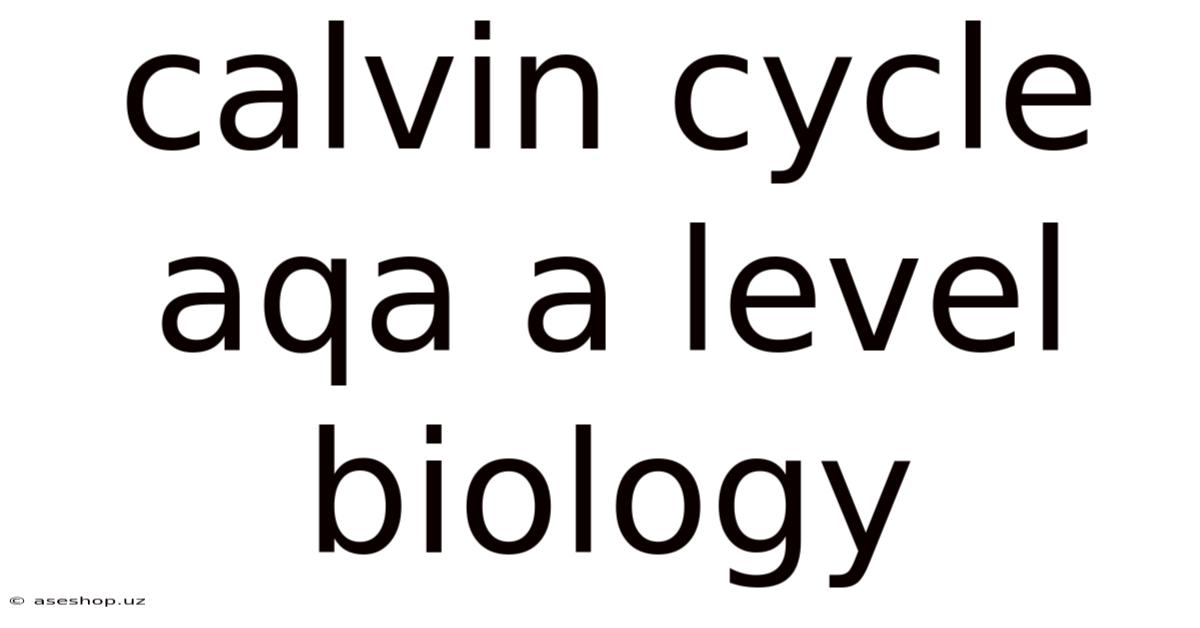 Calvin Cycle Aqa A Level Biology