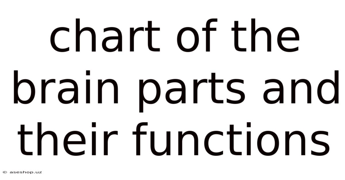 Chart Of The Brain Parts And Their Functions