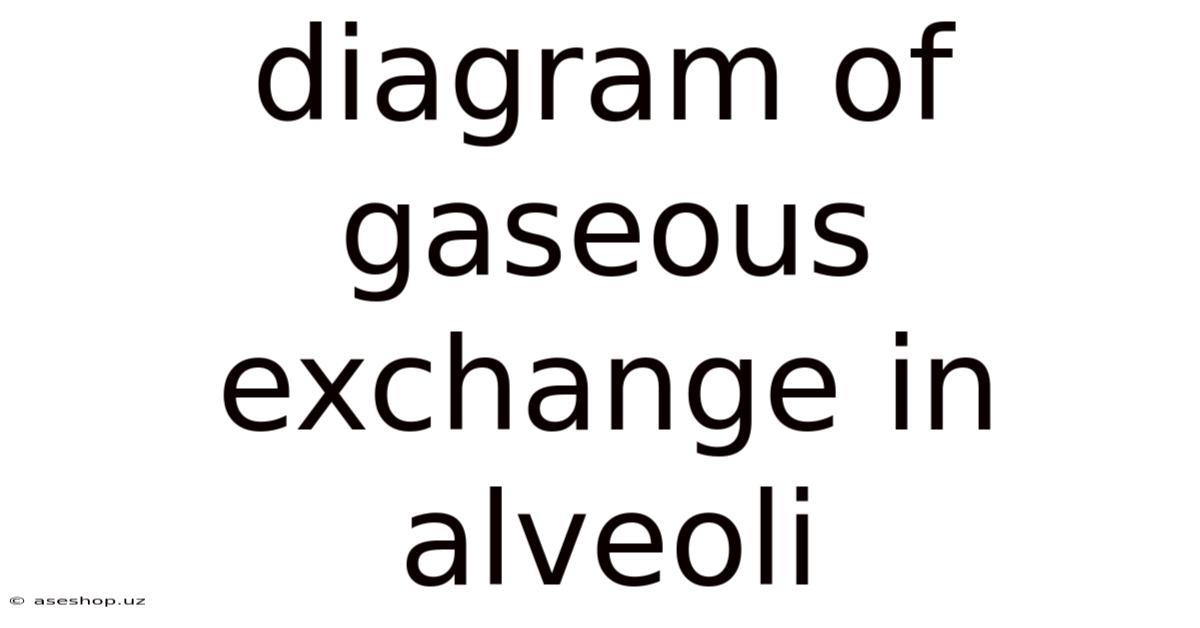 Diagram Of Gaseous Exchange In Alveoli