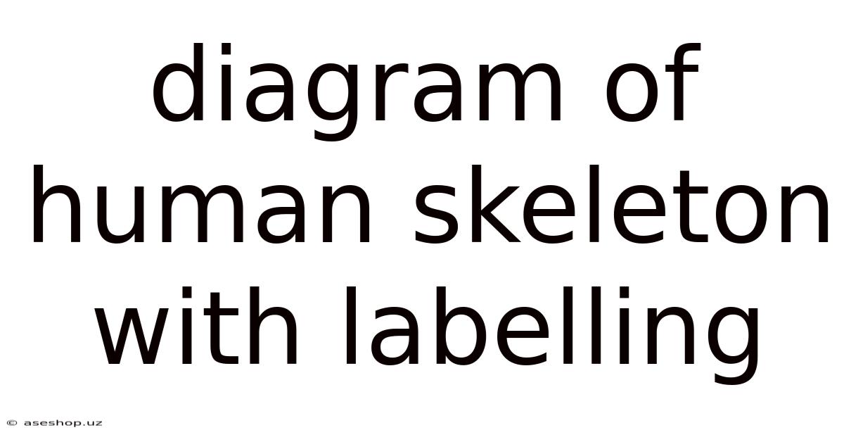 Diagram Of Human Skeleton With Labelling