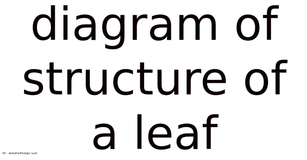 Diagram Of Structure Of A Leaf