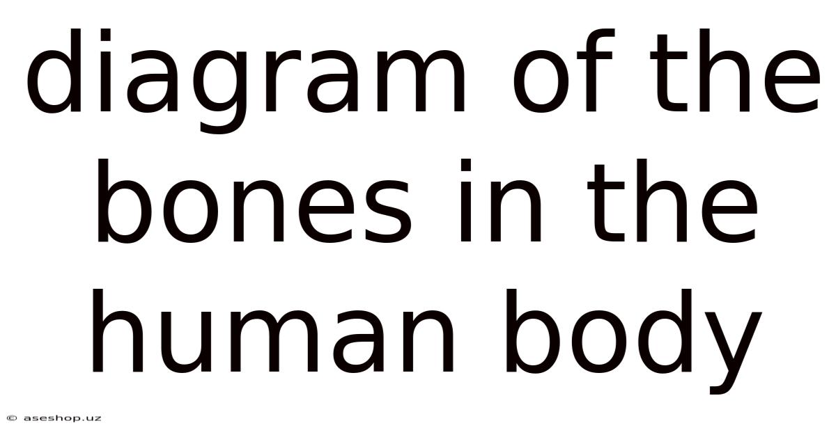 Diagram Of The Bones In The Human Body
