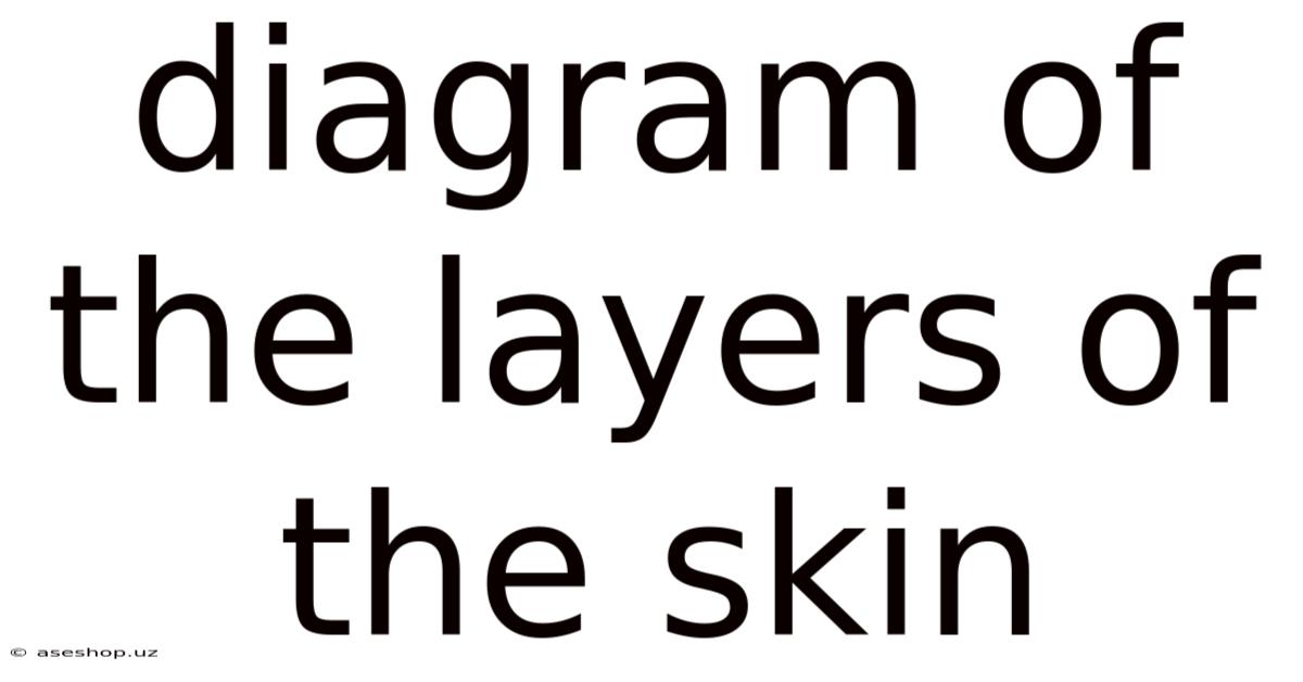 Diagram Of The Layers Of The Skin