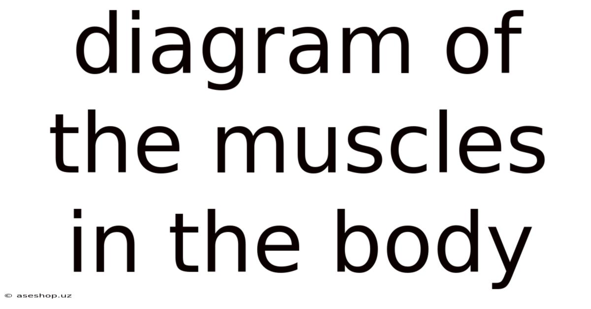 Diagram Of The Muscles In The Body