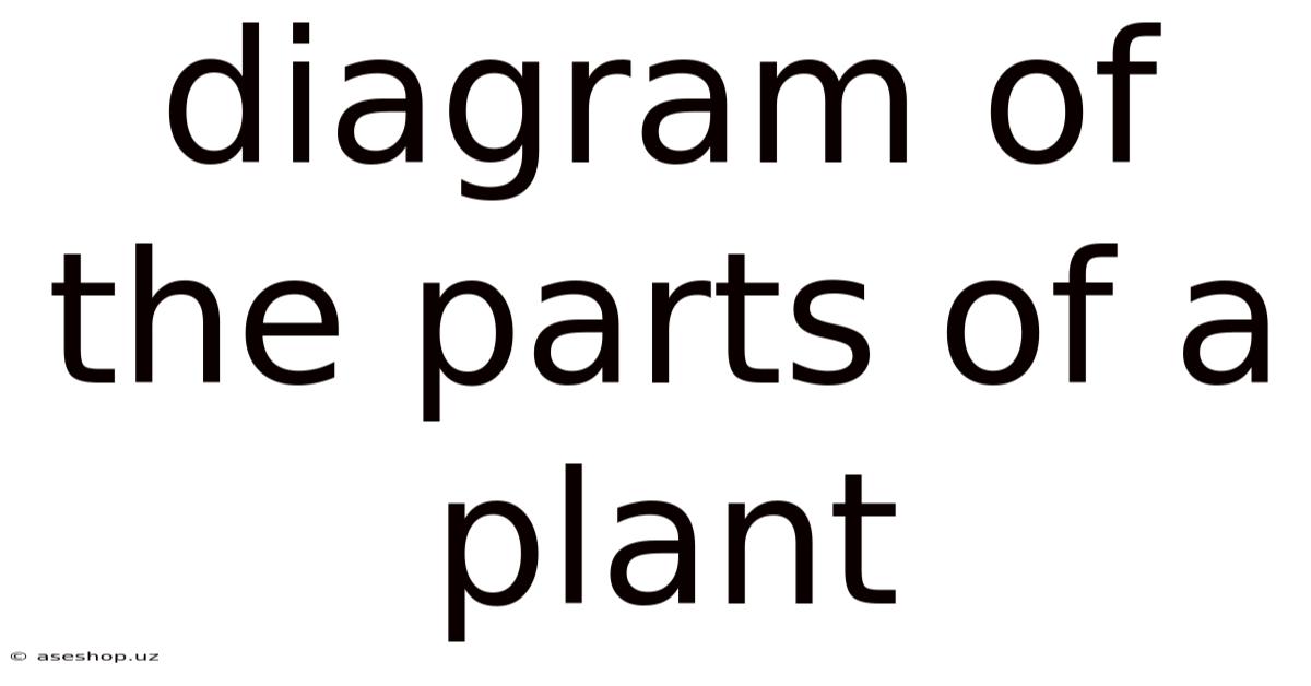 Diagram Of The Parts Of A Plant