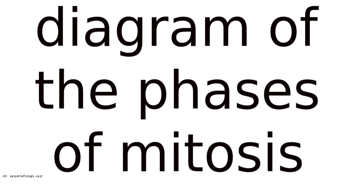 Diagram Of The Phases Of Mitosis