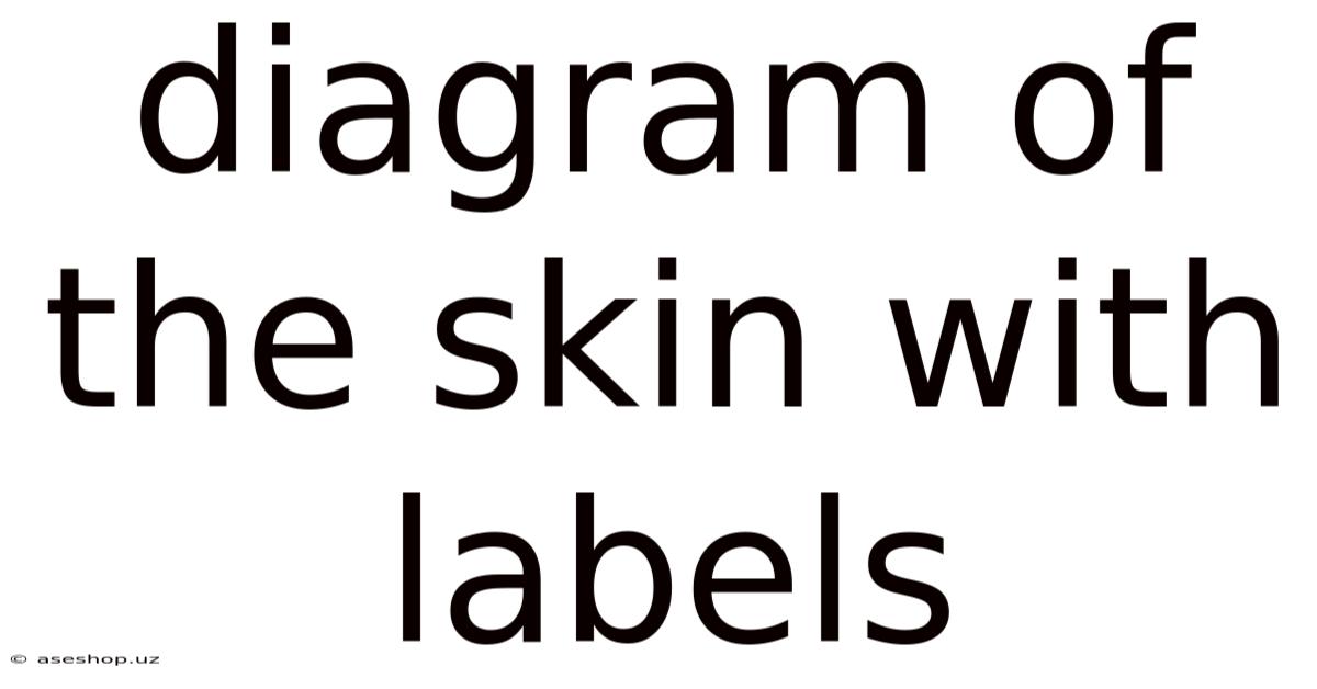 Diagram Of The Skin With Labels