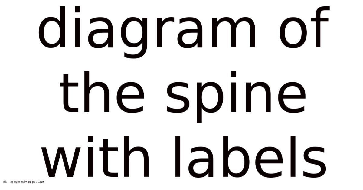 Diagram Of The Spine With Labels