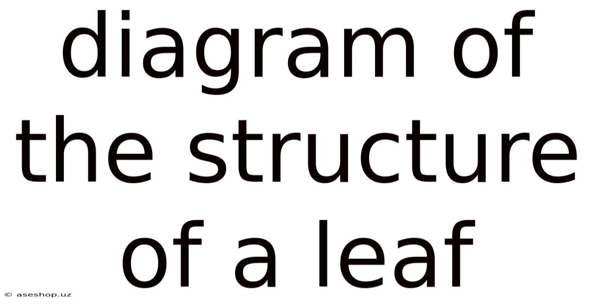 Diagram Of The Structure Of A Leaf