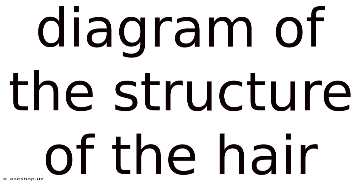 Diagram Of The Structure Of The Hair