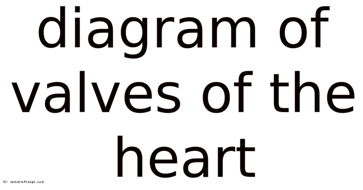 Diagram Of Valves Of The Heart