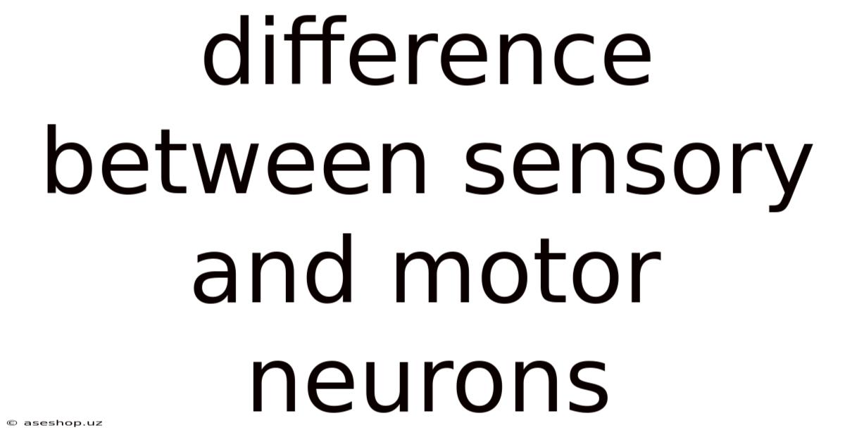 Difference Between Sensory And Motor Neurons