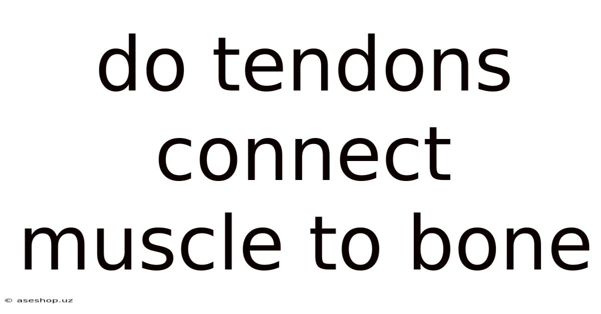 Do Tendons Connect Muscle To Bone