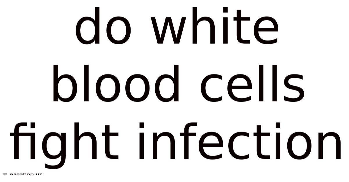Do White Blood Cells Fight Infection