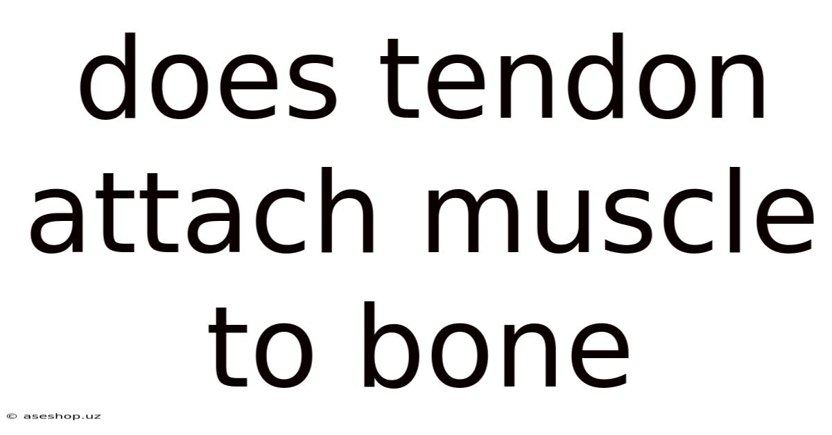 Does Tendon Attach Muscle To Bone