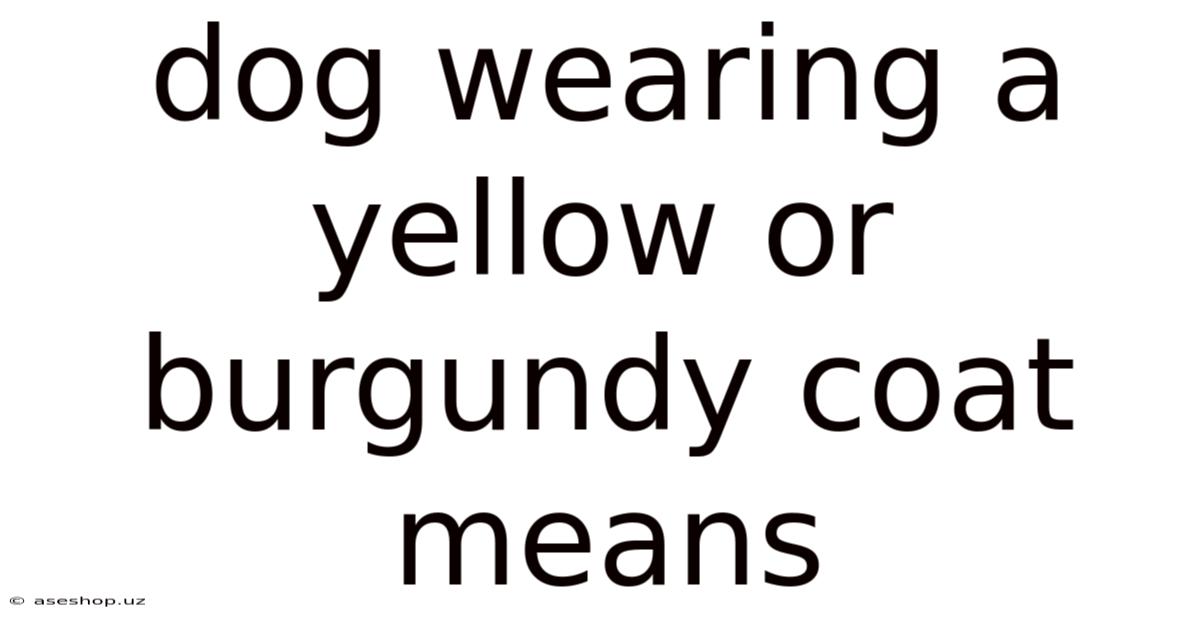 Dog Wearing A Yellow Or Burgundy Coat Means