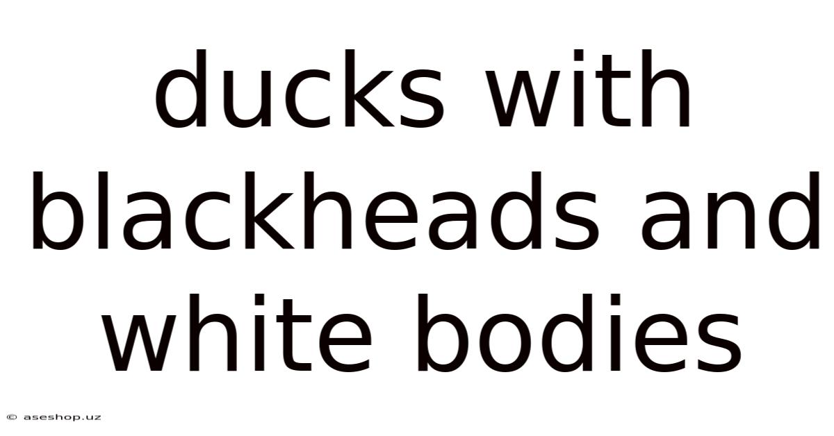 Ducks With Blackheads And White Bodies