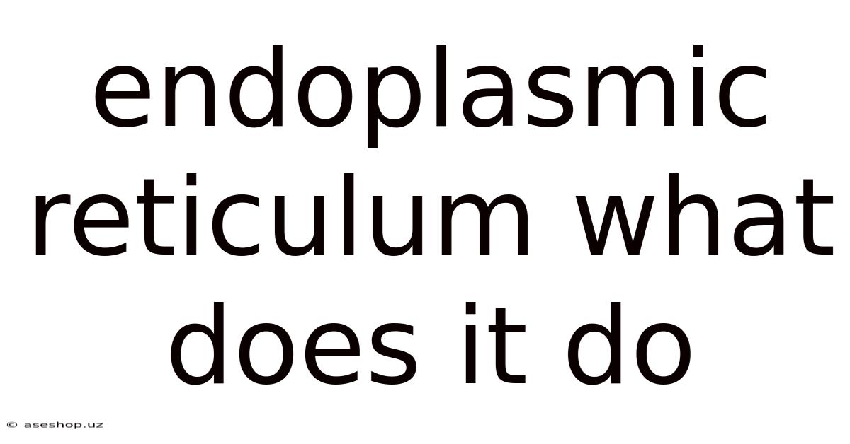 Endoplasmic Reticulum What Does It Do