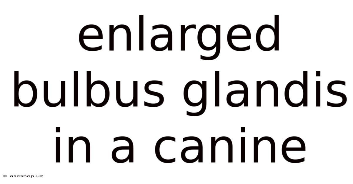 Enlarged Bulbus Glandis In A Canine