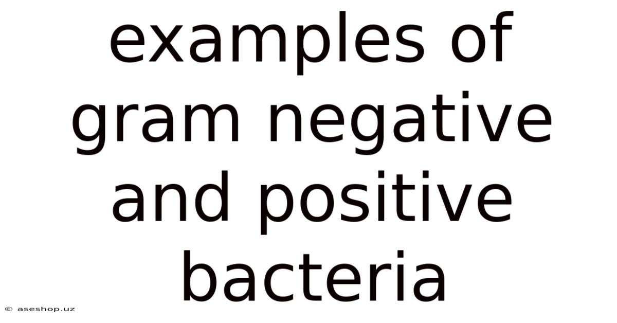 Examples Of Gram Negative And Positive Bacteria