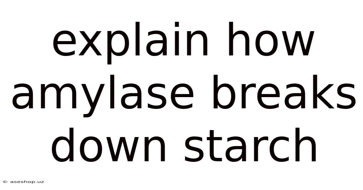 Explain How Amylase Breaks Down Starch