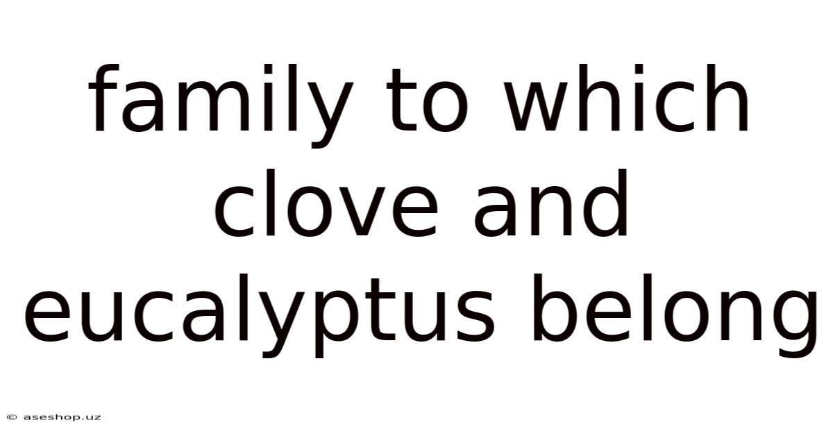 Family To Which Clove And Eucalyptus Belong
