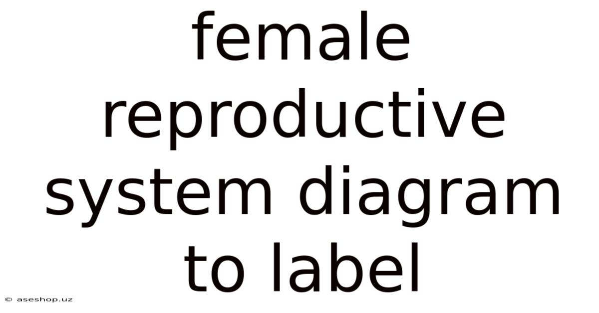 Female Reproductive System Diagram To Label