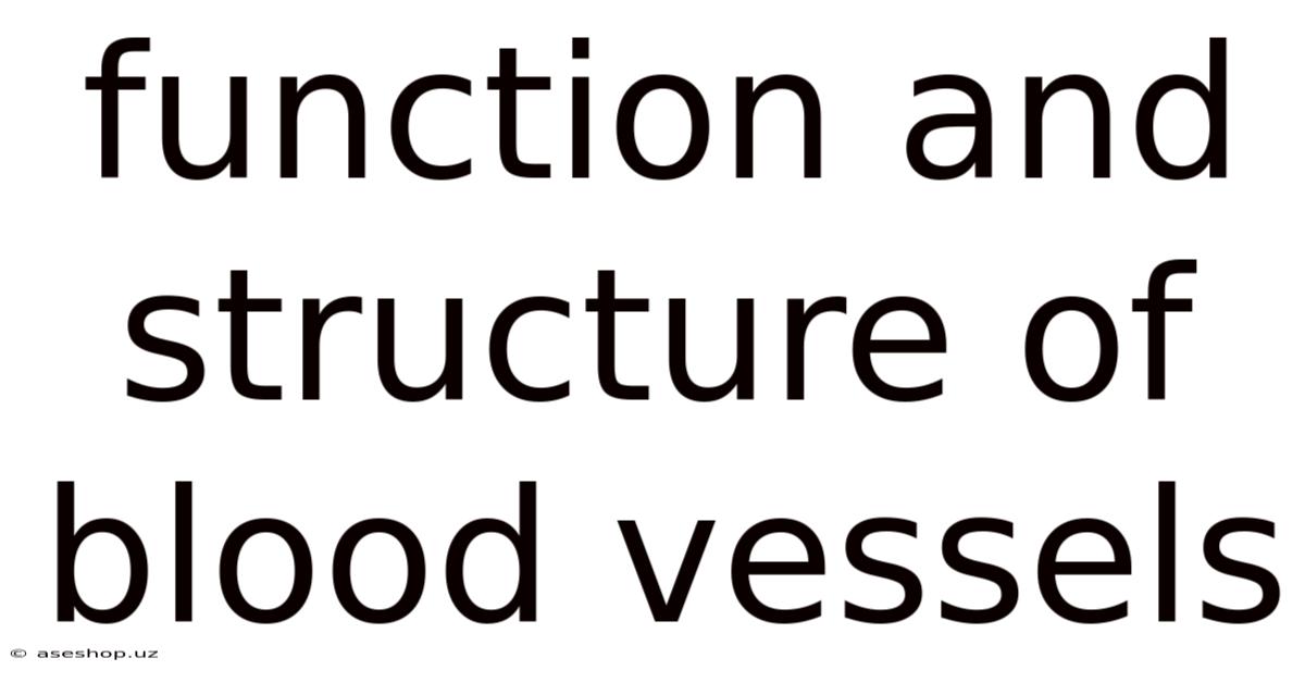 Function And Structure Of Blood Vessels