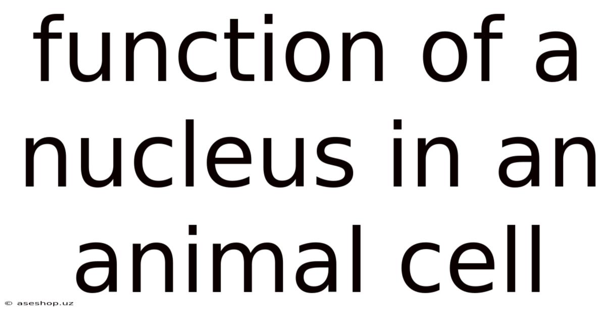 Function Of A Nucleus In An Animal Cell