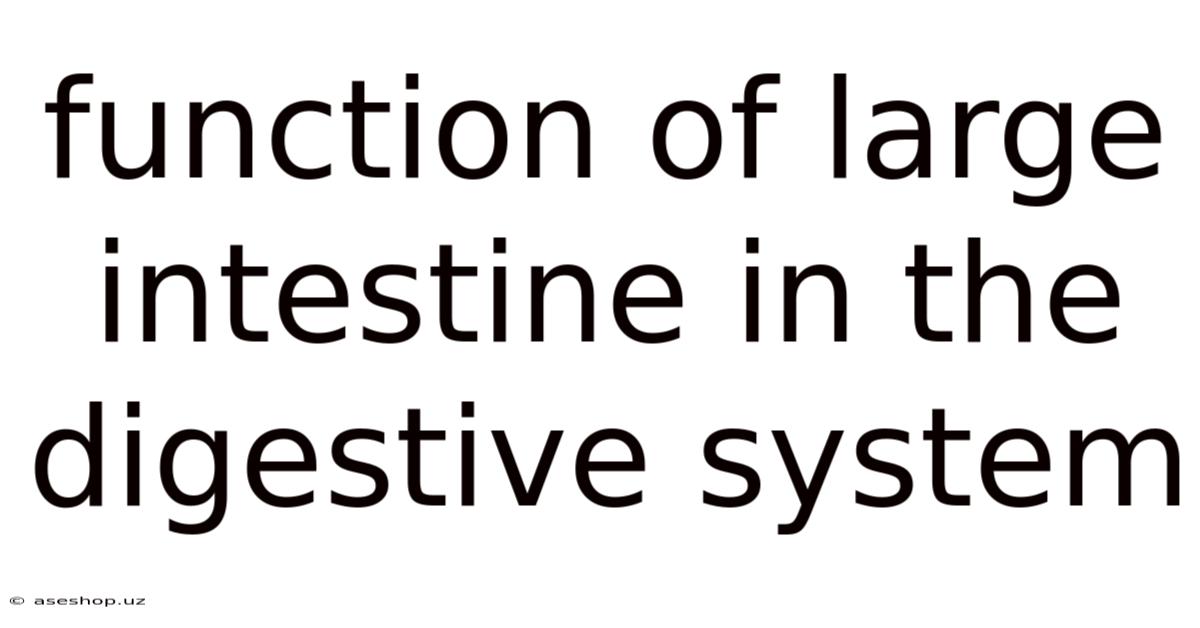 Function Of Large Intestine In The Digestive System