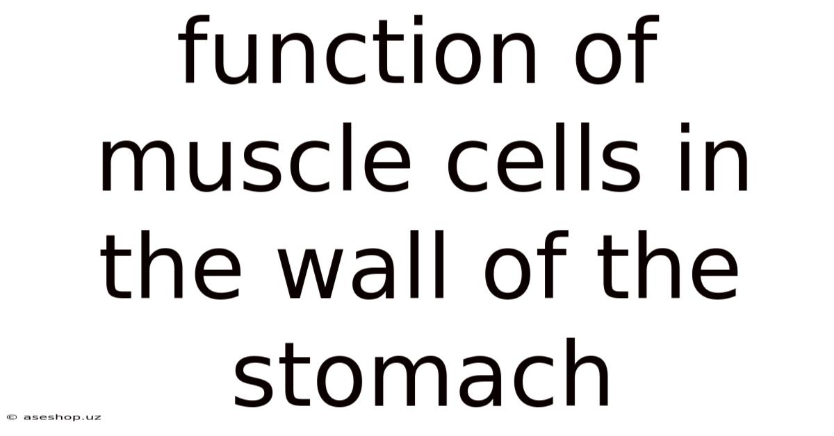 Function Of Muscle Cells In The Wall Of The Stomach